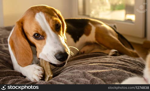 Beagle puppy chewing a dog snack. Biting a bone. Beagle puppy chewing on a dog snack