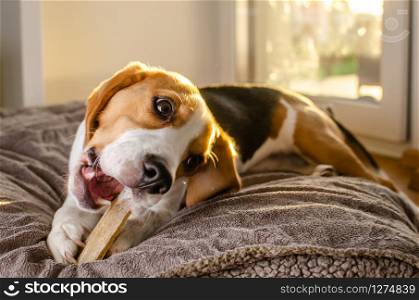 Beagle puppy chewing a dog snack. Biting a bone. Beagle puppy chewing on a dog snack