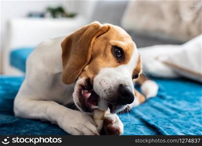 Beagle puppy chewing a dog snack. Biting a bone on a couch. Beagle puppy chewing on a dog snack
