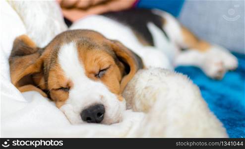 Beagle puppy dog sleeps on a couch cozy portrait. Beagle puppy sleeping