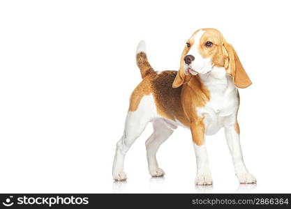 Beagle puppy isolated on white background