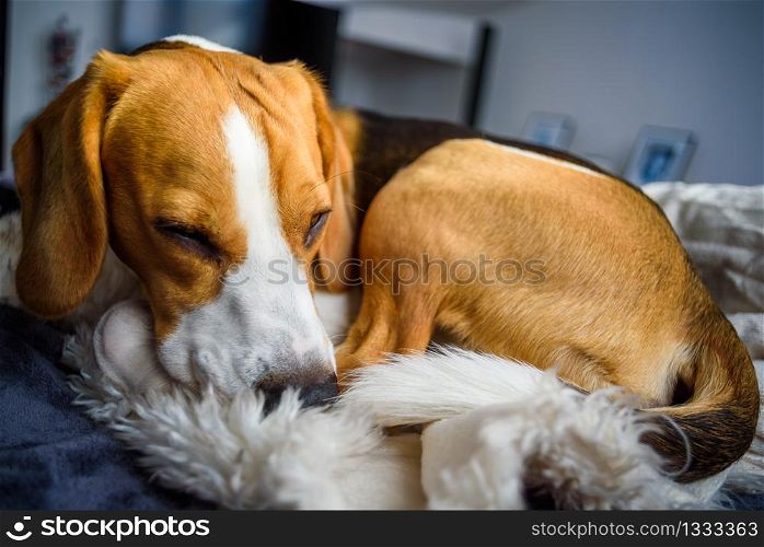 Beagle sleeps in a dog bed