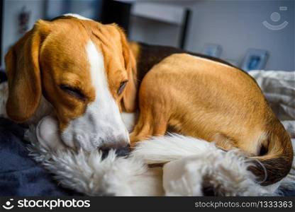 Beagle sleeps in a dog bed