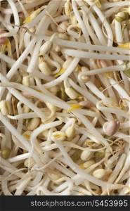 Bean sprouts, full frame