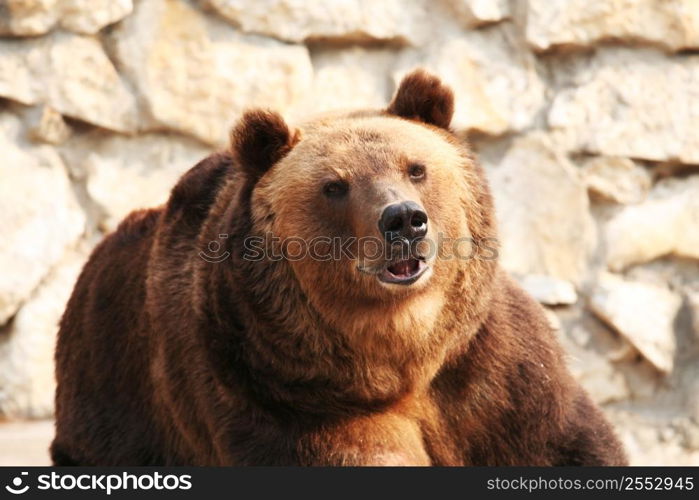 Bear