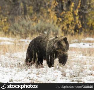 Bear #793 (Blondie) from Grand Teton in snow with direct stare