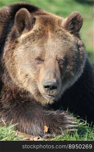 bear brown bear animal fur nature