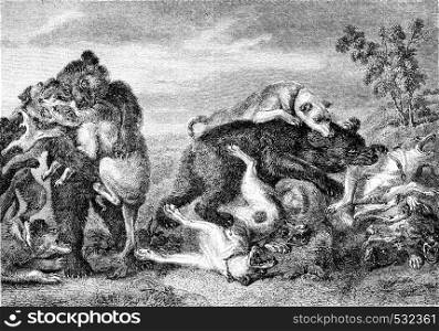 Bear fight and dogs, vintage engraved illustration. Magasin Pittoresque 1852.