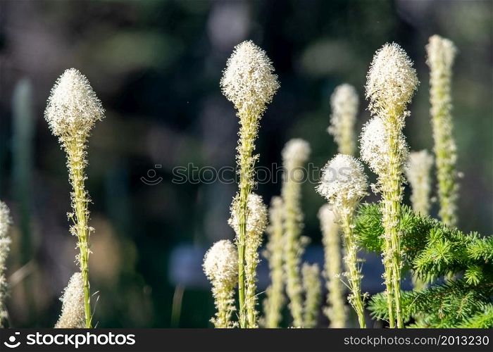 Bear Grass Blooms in mount spokane park