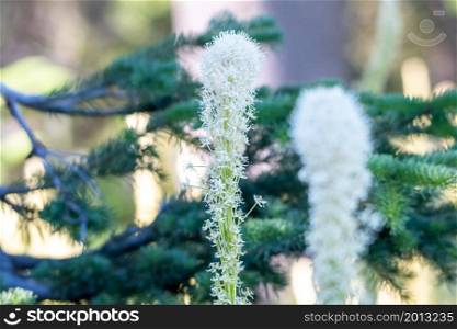 Bear Grass Blooms in mount spokane park