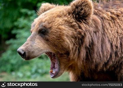 Bear with open muzzle. Portrait of brown kamchatka bear (Ursus arctos beringianus). Detail face portrait of dangerous animal from Russia.