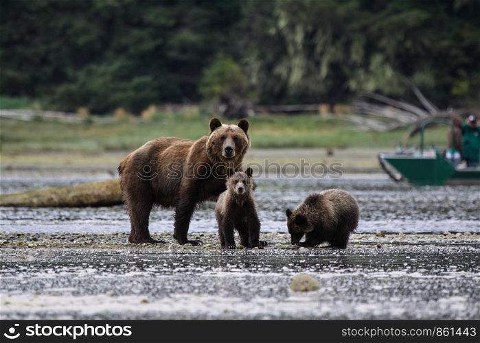 Bear with two little baby animals are looking head-on