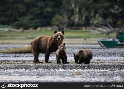 Bear with two little baby animals are looking head-on