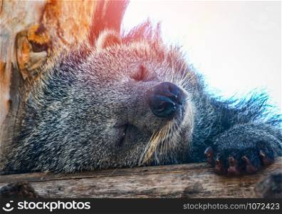 Bearcat or arctictis binturong lying sleeping relax on the wooden log in summer day