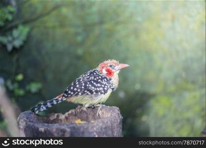 Bearded cabecirrojo, Red-and-yellow barbet perched on a log