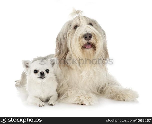 bearded collie and chihuahua in front of white background
