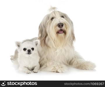 bearded collie and chihuahua in front of white background