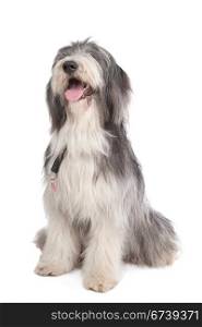 bearded collie. bearded collie in front of a white background