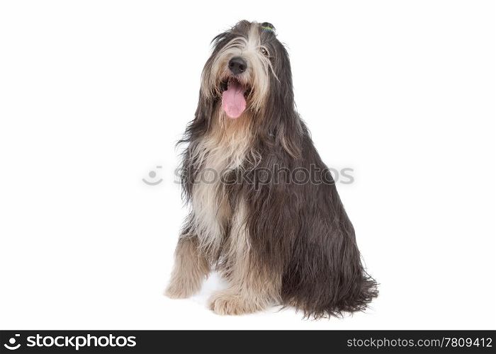 Bearded Collie. Bearded Collie in front of a white background