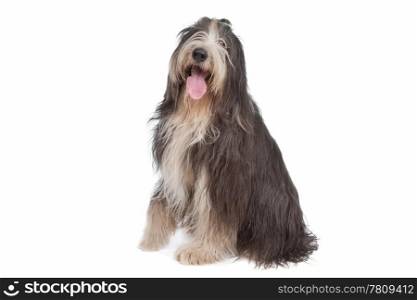 Bearded Collie. Bearded Collie in front of a white background