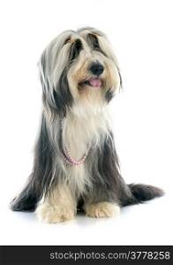 bearded collie in front of white background