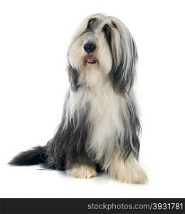 bearded collie in front of white background