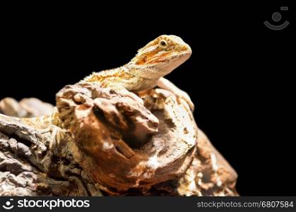 Bearded dragon or Pogona vitticeps is a genus of reptiles isolated on black background