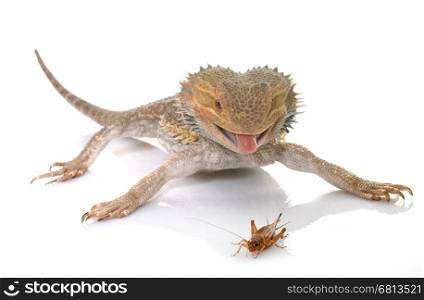 bearded dragons eating cricket in front of white background