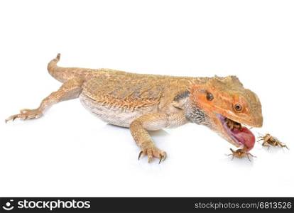 bearded dragons eating cricket in front of white background