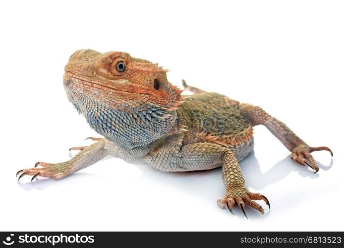 bearded dragons in front of white background