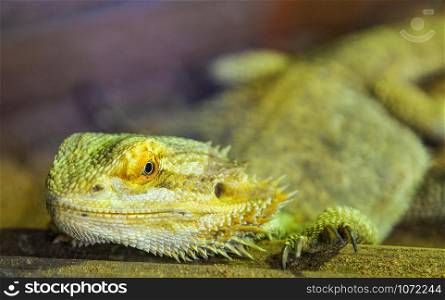 bearded dragons lying on ground - australian lizard kind or desert lizard / Pogona Vitticeps