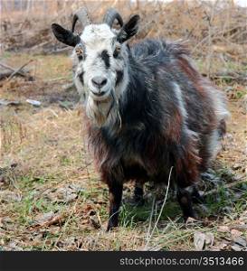 bearded goat with horns