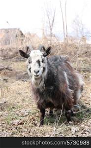 bearded goat with horns chew grass