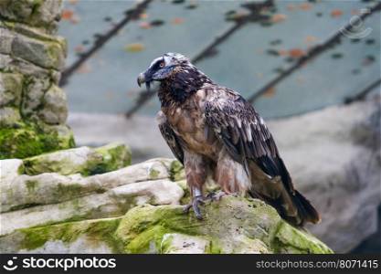 Bearded vulture (Gypaetus barbatus) . Lammergeier or Bearded Vulture