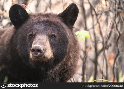 Bears in Riding Mountain National Park Manitoba Canada