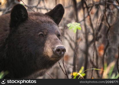 Bears in Riding Mountain National Park Manitoba Canada