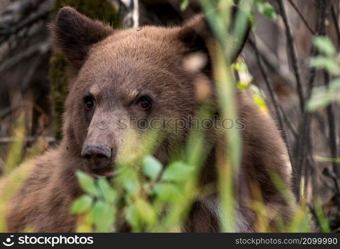 Bears in Riding Mountain National Park Manitoba Canada