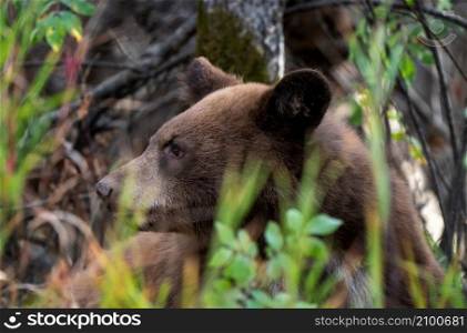 Bears in Riding Mountain National Park Manitoba Canada