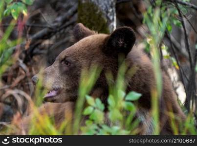 Bears in Riding Mountain National Park Manitoba Canada