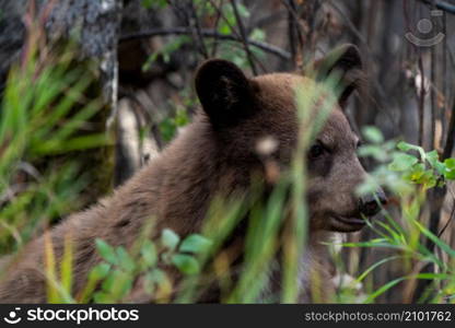 Bears in Riding Mountain National Park Manitoba Canada