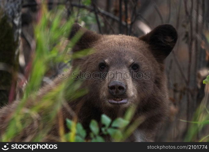 Bears in Riding Mountain National Park Manitoba Canada