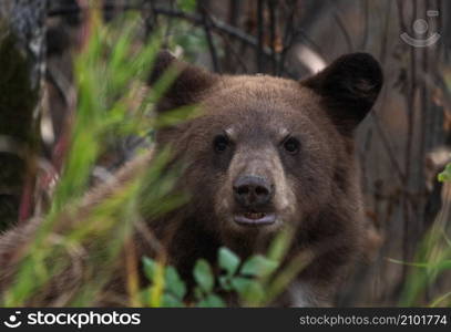 Bears in Riding Mountain National Park Manitoba Canada