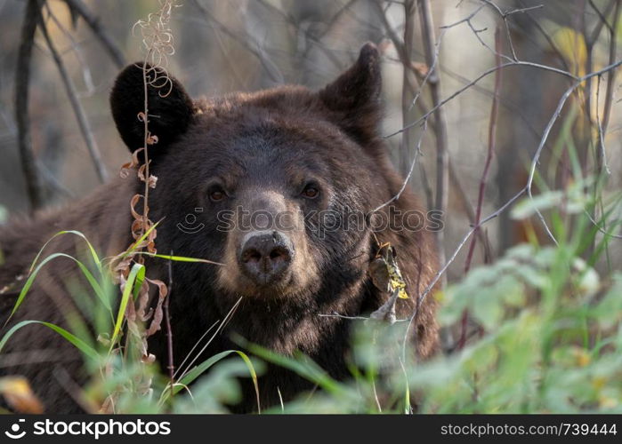 Bears in Riding Mountain National Park Manitoba Canada