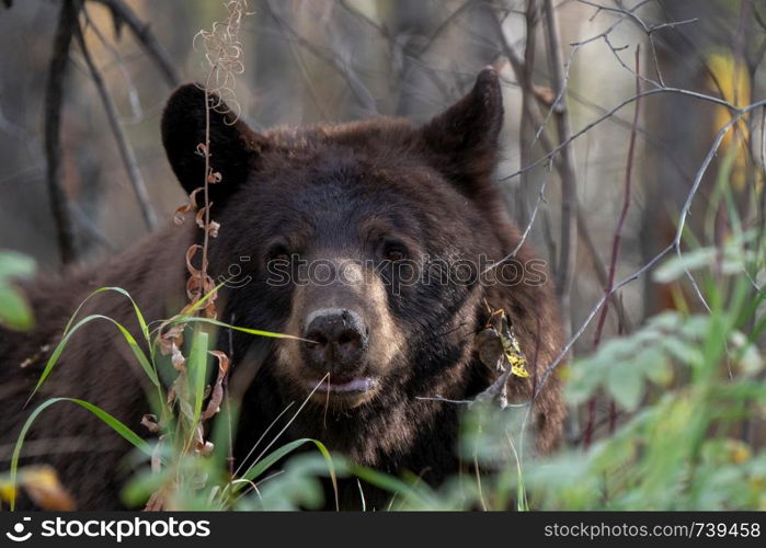 Bears in Riding Mountain National Park Manitoba Canada