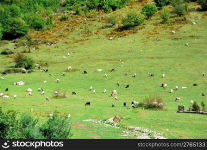 Beasts on a green slope of the mountain
