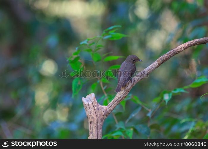 beatiful asian brown flycatcher(Muscicapa dauurica) standing on branch in forest