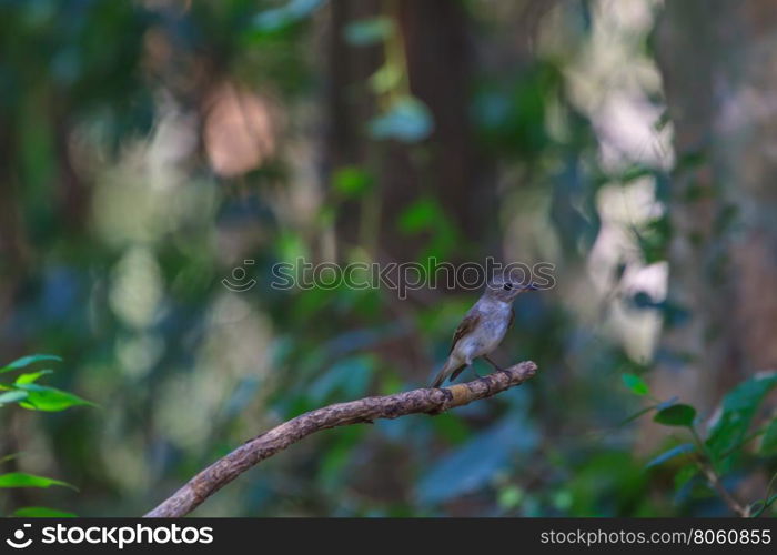 beatiful asian brown flycatcher(Muscicapa dauurica) standing on branch in forest