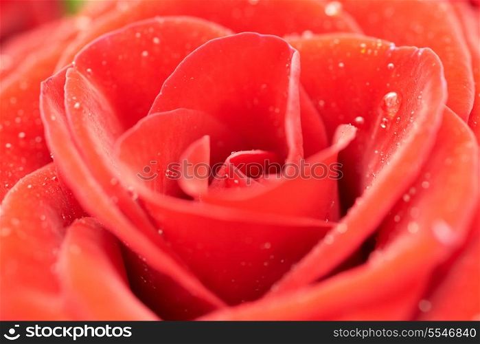 Beatiful dark red rose. Close-up macro view