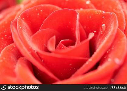 Beatiful dark red rose. Close-up macro view