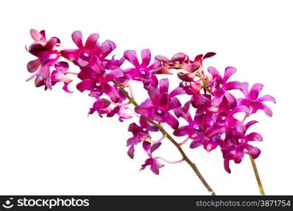 Beatiful Purple orchid isolated on white background